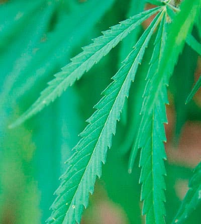 Card Collection Cañamo